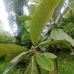 Rhododendron sinogrande Blad