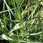 Tragopogon porrifolius Feuille