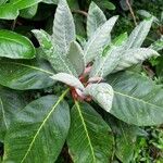 Rhododendron sinogrande Blad