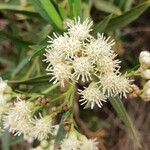 Baccharis salicina Flower