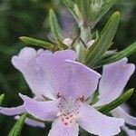 Westringia eremicola Flower