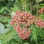 Leea guineensis फल