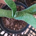 Gasteria excelsa Hostoa