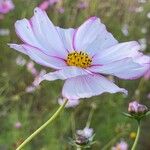 Cosmos bipinnatus Fula