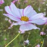 Cosmos bipinnatus ফুল