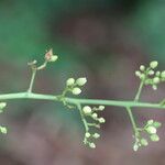 Sorindeia juglandifolia Floro