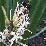 Sansevieria canaliculata Fleur