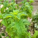 Mentha spicataLeaf