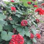 Pelargonium zonale Flower