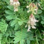 Astragalus frigidus Blatt