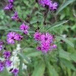 Vernonia noveboracensis Flower