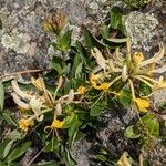 Lonicera periclymenumFlower