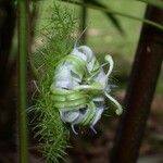 Passiflora foetida Çiçek