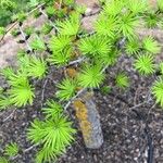 Larix kaempferi Лист