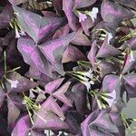 Oxalis triangularis 葉