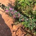 Lespedeza violacea पत्ता