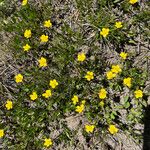 Ranunculus alismifolius Цвят