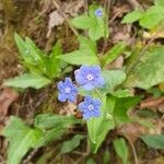 Omphalodes verna Habitat