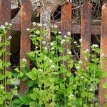 Alliaria petiolata Blatt