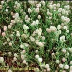 Trifolium arvense Libunga
