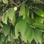 Syzygium jambos Frunză