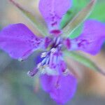 Clarkia rhomboidea Blüte