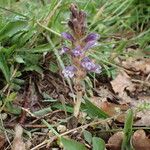 Orobanche nana Агульны выгляд