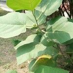 Ficus palmata Blad