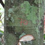 Funtumia africana Ŝelo