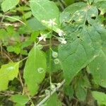 Circaea canadensis Blüte