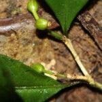 Eumachia coffeosperma Fruit