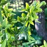 Veratrum lobelianum Blüte