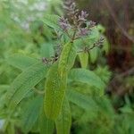 Aloysia citriodora Blad