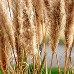 Cortaderia selloana Kita