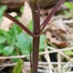 Scrophularia nodosa 樹皮