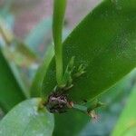 Epidendrum eburneum Bark