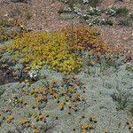 Eriogonum caespitosum Hábitos