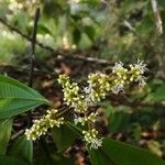 Miconia longifolia Цвят