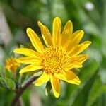 Wyethia angustifolia Flower