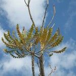 Eucalyptus pulverulenta Blad