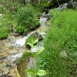 Veronica officinalis Corteccia