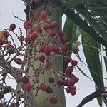 Adonidia merrillii Fruit