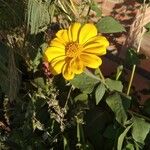 Tithonia tubaeformis Blüte