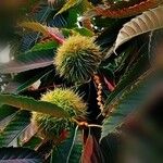 Castanea sativa Mbuma
