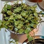 Peperomia rotundifolia Hoja