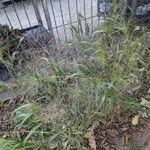 Panicum capillare অভ্যাস