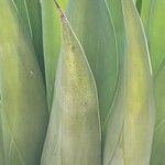 Agave weberi خشب