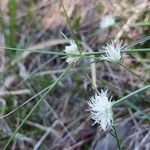 Carex baldensis Floare
