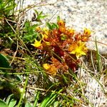 Sedum annuum Blüte