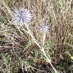 Echinops ritro Fleur